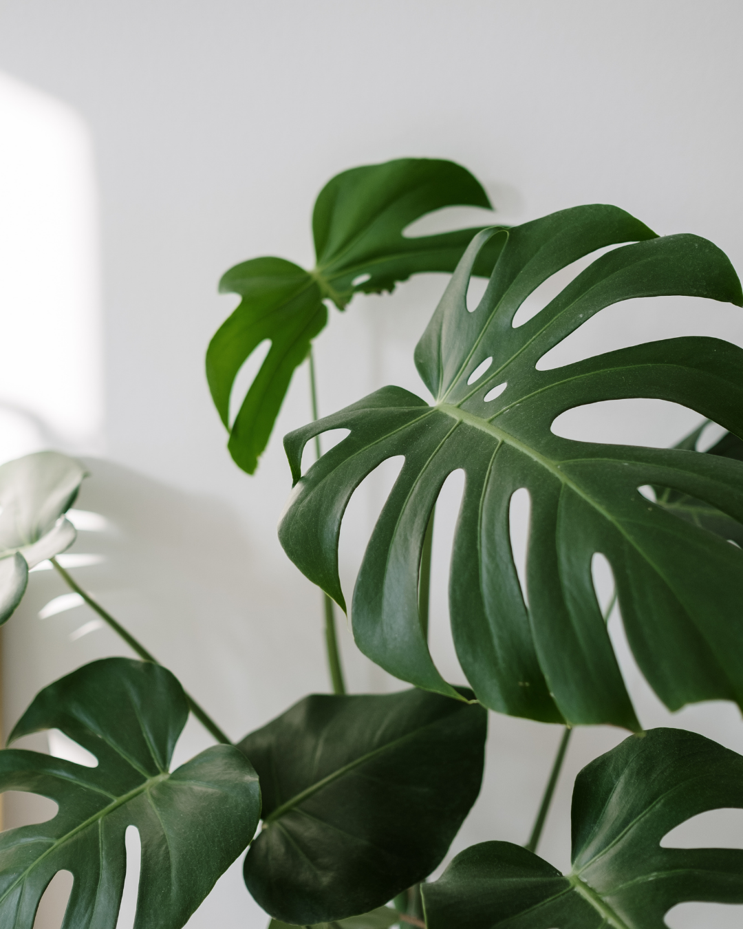 wellness marketing strategies